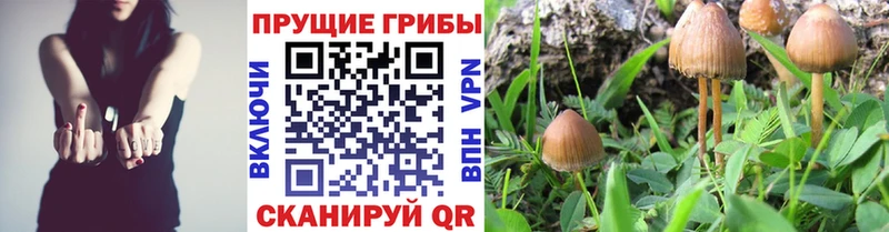 наркота  Лесозаводск  Галлюциногенные грибы мицелий 